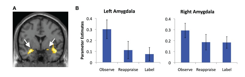 Labelling and reframing reduces amygdala activation