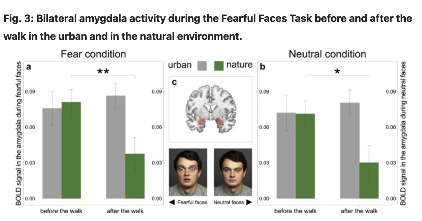 nature reduces amygdala activity